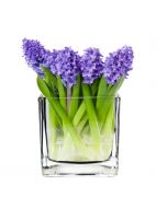 Glass Cube Vase H-4" Open-4" Votive Candle Holder (Multiple Packing)