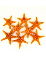 vase-filler-colored-knobby-starfish-VFSF01/05OR