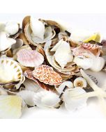 Assorted Mixed Beach Seashells