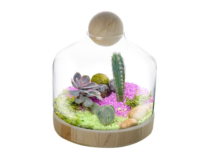 12 Danish Terrarium Glass Dome Cloche with Ball Stopper and Wood Base