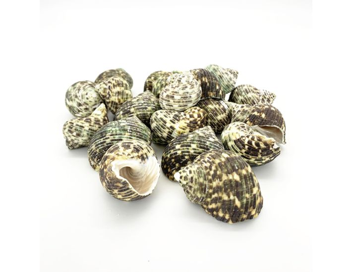 Green Turbo Shells-turbo Stenogyrus Shells-shells for Crafting-beach  Wedding Decor-shells-sea Shells-turbo Shells-wedding Decor-small Shells 