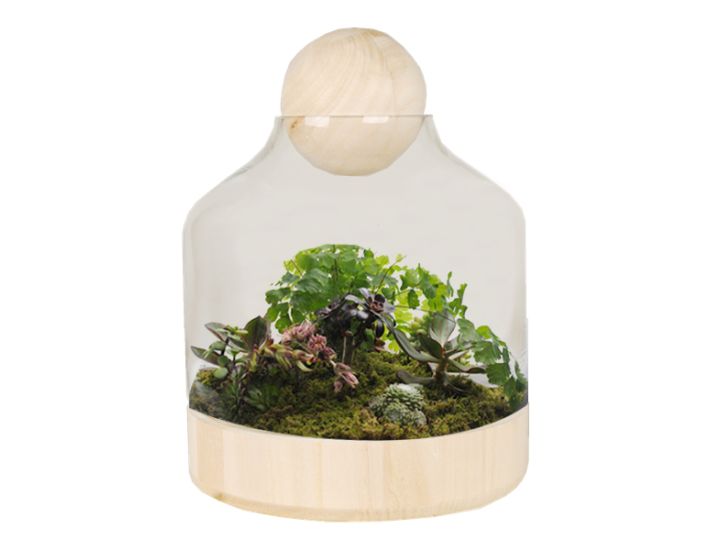 https://vasemarket-c3e2.kxcdn.com/pub/media/catalog/product/cache/6760ab2d41200b5bf8926d539a731a98/t/e/terrarium-glass-dome-wood-ball-gch201-plant.jpg