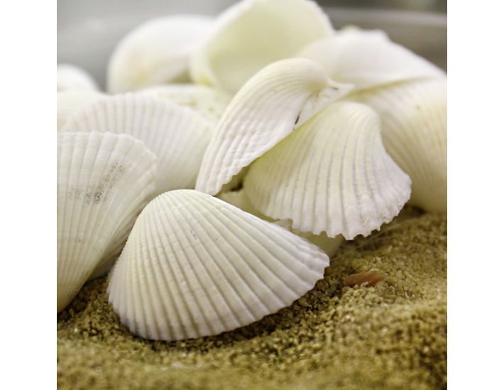 3.5 Inch White Plastic Seashell Clam Shell Party Favors Bulk 12 Pieces 