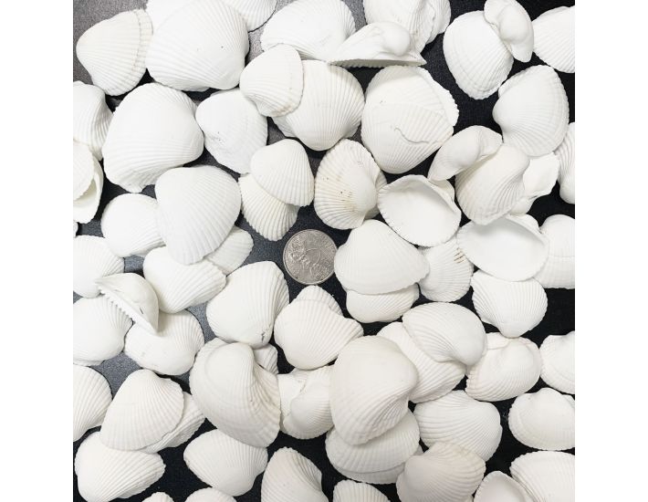 QEQEKAKA White Sea Shells for Decorating About 140~160pcs Natural Tiny  Seashells for Crafting, Home Decor, Vase Filler, Wedding Centerpiece