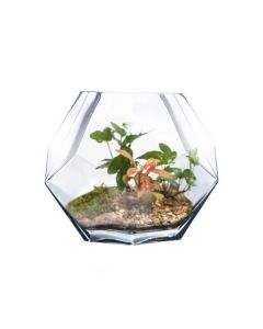 glass geometric terrarium vases