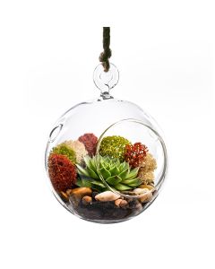 Hanging-glass-plant-terrarium-glass-orbs