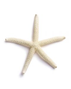 finger starfish