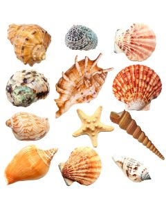 sea-shells-wholesale