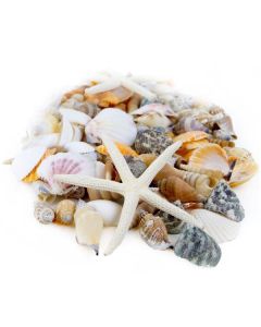 seashell assorted mix pencil finger starfish