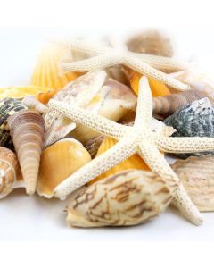 seashell assorted mix pencil finger starfish