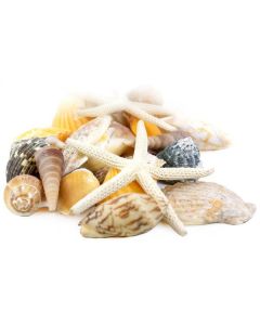 seashell assorted mix pencil finger starfish