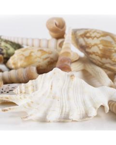 seashell assorted mix pencil finger starfish