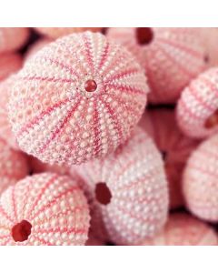 pink sea urchin shells