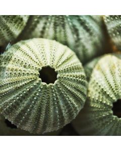 green sea urchin shells