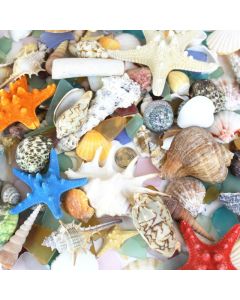 seashell assorted mix pencil finger starfish