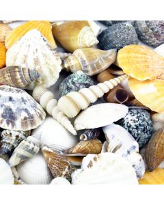 mixed-sea-shells