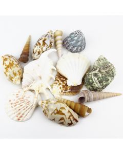 assorted mixed sea-shells