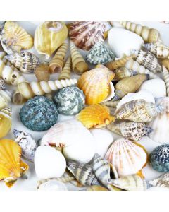 mixed-sea-shells