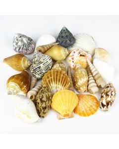 mixed shells