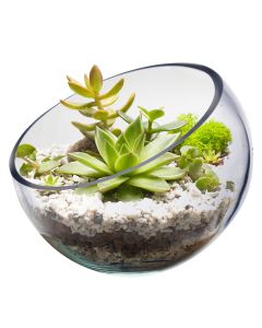 Glass Slant Cut Bowl. H-9" D-10" Tilted Bowl Terrarium (Multiple Packing)