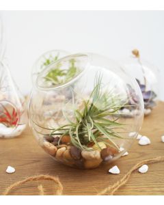 glass-ball-terrarium-planter-gch112/06