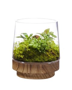 glass terrarium vase with removable wood base