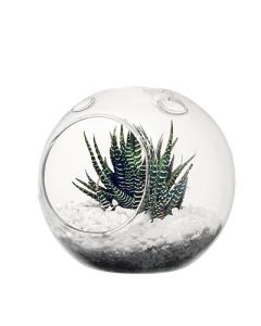 Terrarium Orb 6" 