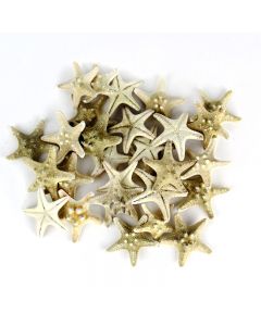 vase-filler-natural-knobby-starfish-VFSF01/02