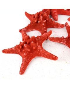 vase-filler-colored-knobby-starfish-VFSF01/05R