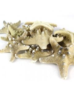 vase-filler-natural-knobby-starfish-VFSF02/04