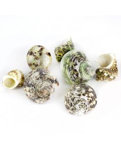 vase-filler-sea-shells-vfss0101-00