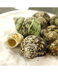 vase-filler-sea-shells-vfss0101-00