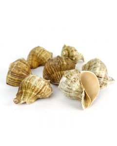 Rapana-Rapiformis-Sea-Shells-Vase-Filler-VFSS0102-03