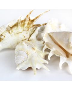 vase-filler-Lambis-Sea-Shells-vfss0103-04