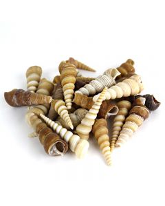 Vase-Filler-Cone-Shells-vfss0105-00