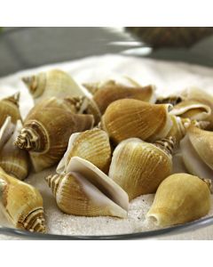 Creamy Brown Strombus Canarium Sea Shells