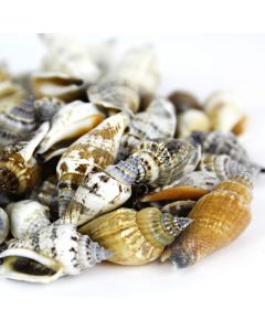 Brown Cream Strombus Urceus Conch Sea Shells