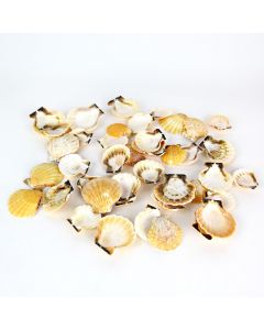 Fan Clam Orange Sea Shells