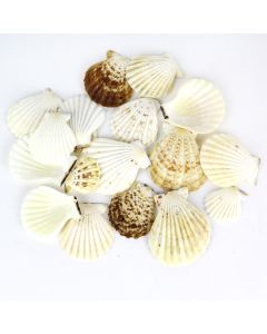 Cream Brown Pecten Vexillum Fan Sea Shells