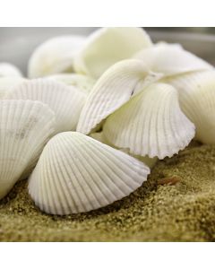 White Arca Ovalis Blood Ark Clam Sea Shells