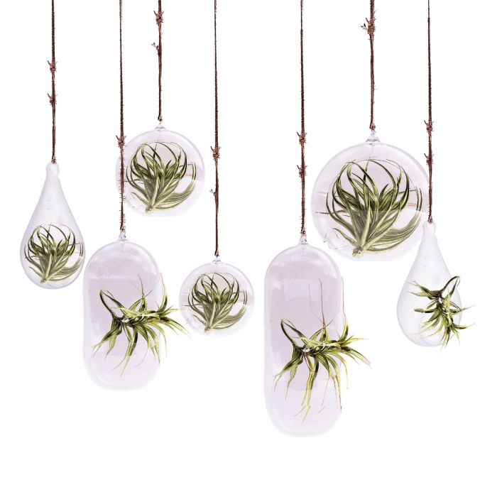 Glass Hanging Plant Terrarium Tealight Candle Holder Globe Teardrop or Capsule