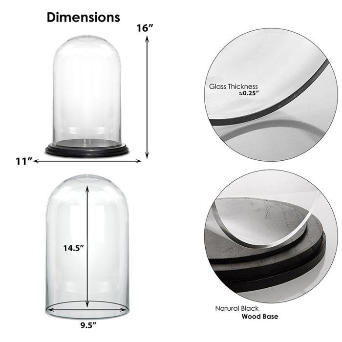 Glass Display Cloche discount Dome 16”