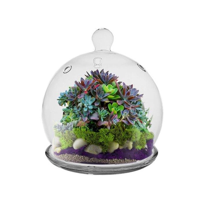 mini glass cloche dome