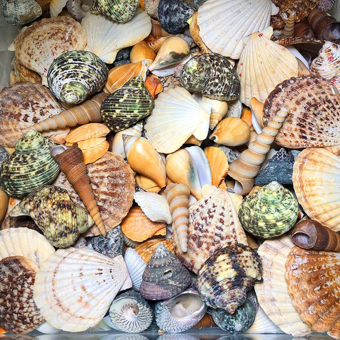 Mixed Beach Seashells