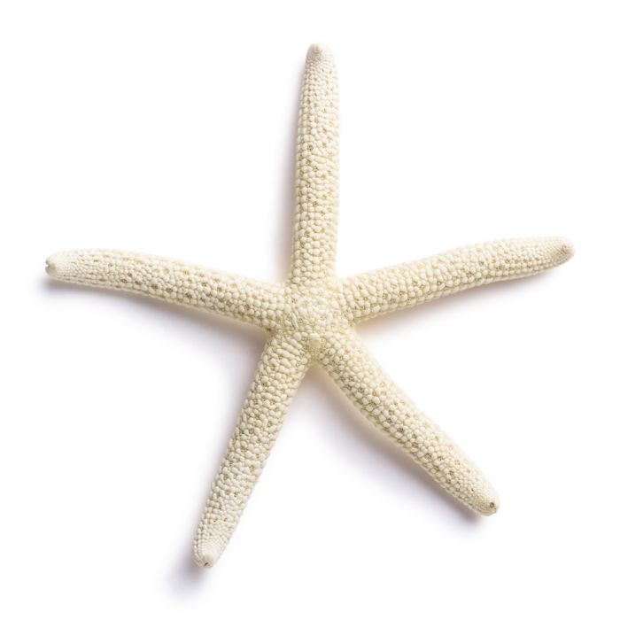 pencil finger starfish