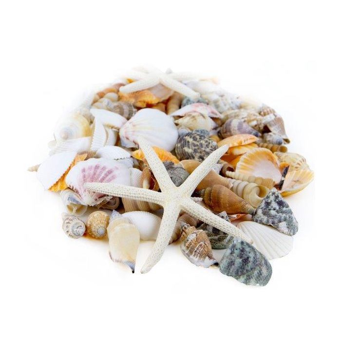 seashell assorted mix pencil finger starfish
