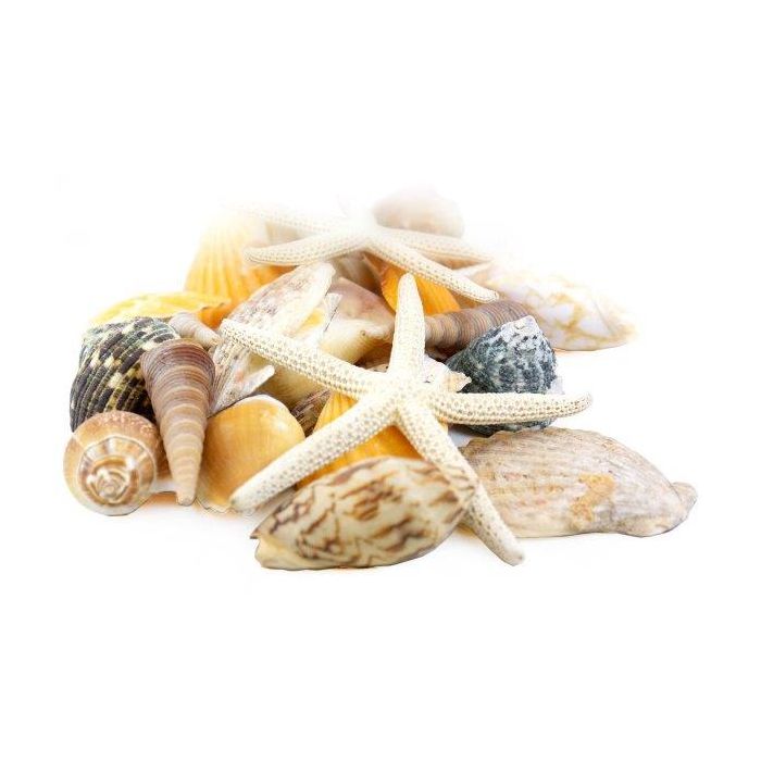 seashell assorted mix pencil finger starfish