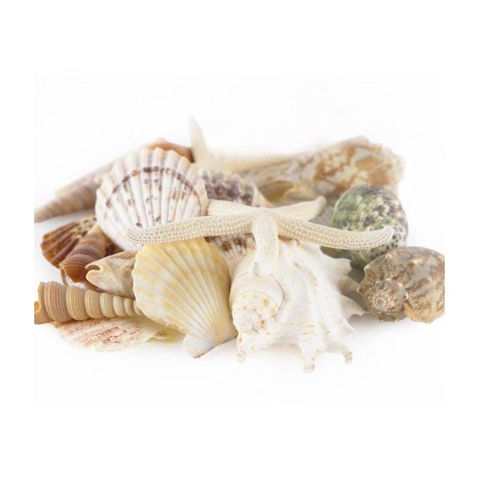 Lot of Sea Shells 3 oz Green Turbo Shells for Crafts Coastal Decor