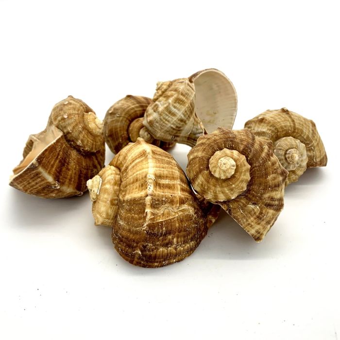 Rapana-Rapiformis-Sea-Shells-Vase-Filler-VFSS0102-03