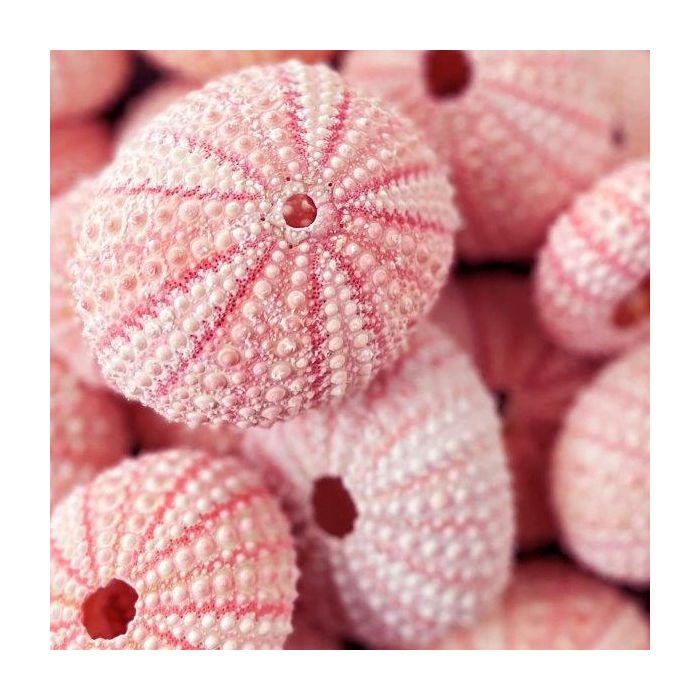 pink sea urchin shells